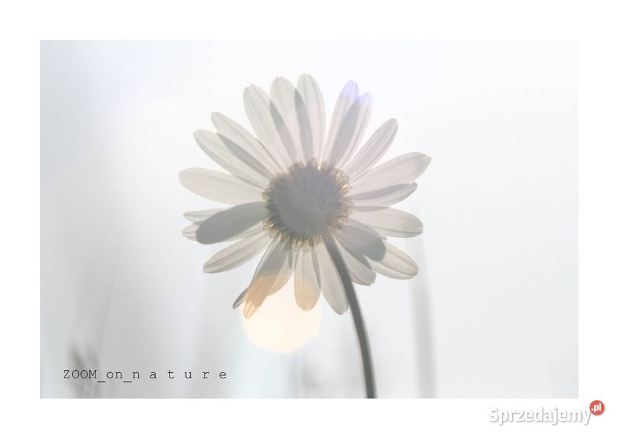 ZDJĘCIA przyrodnicze czI lubuskie Witnica