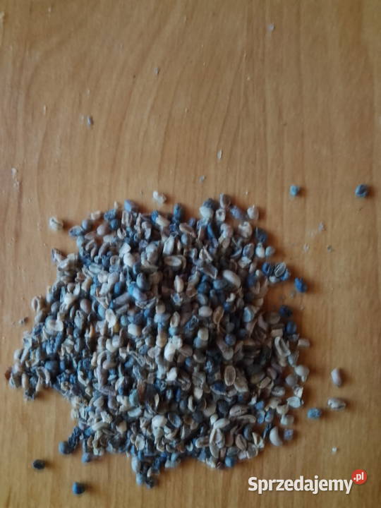 Sprzedam kawę zieloną Ziarnista Żywiec sprzedam