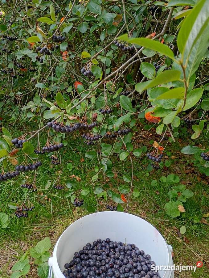 Aronia owoc 8 Owoce Kraków