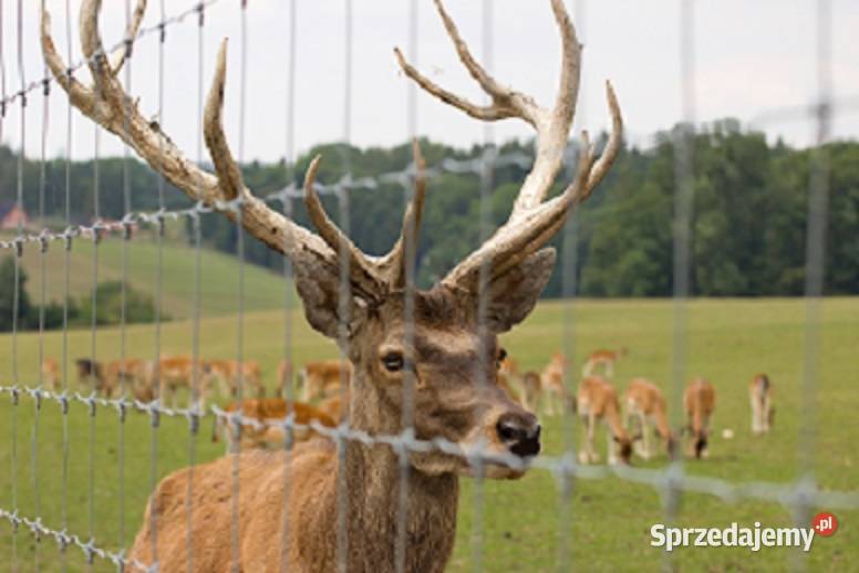 Siatka leśna 1501230L Super Warszawa