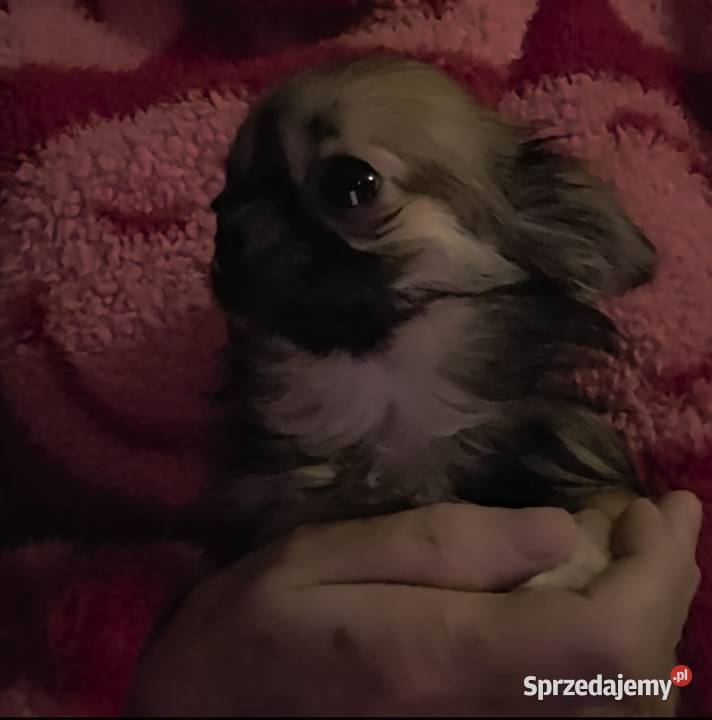 Chihuahua sunia długowłosa FCI