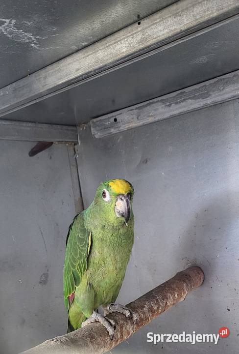 Amazonka Surinamska żółtoczelna 25r Ptaki Sulbiny