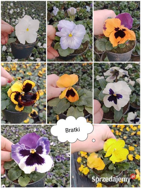 Floks szydlasty płomyk phlox flox bylina sprzedam