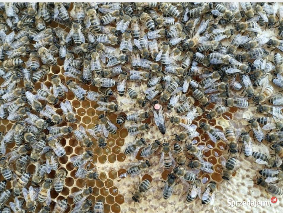 Matki pszczele Krainka linia Pomorska Półwieś sprzedam