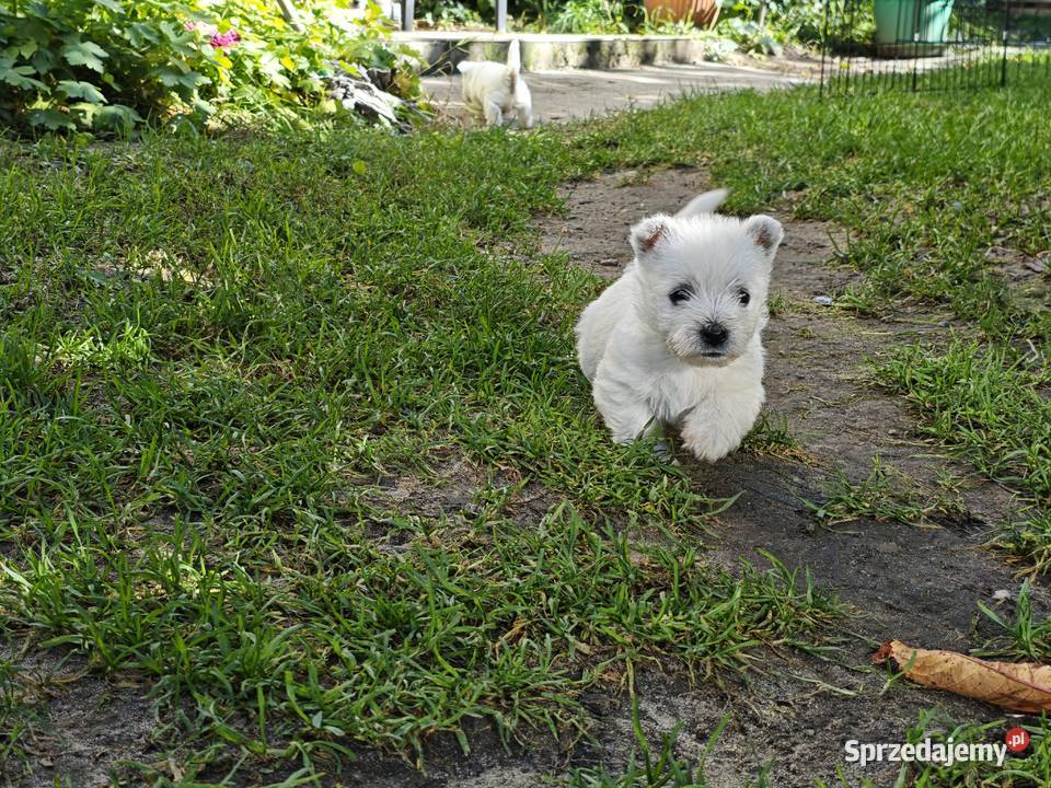 Szczenięta West Highland White Terrier terrier Gościszewo