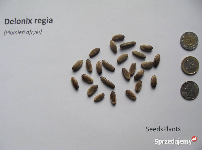 PŁOMIEŃ AFRYKI Delonix regia NASIONA 20 sztuk kujawsko-pomorskie