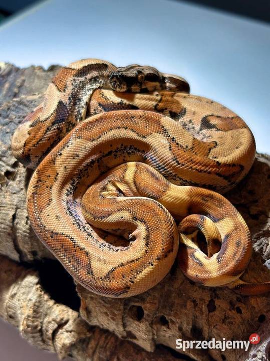 Samica Boa super hypo img jungle het albino