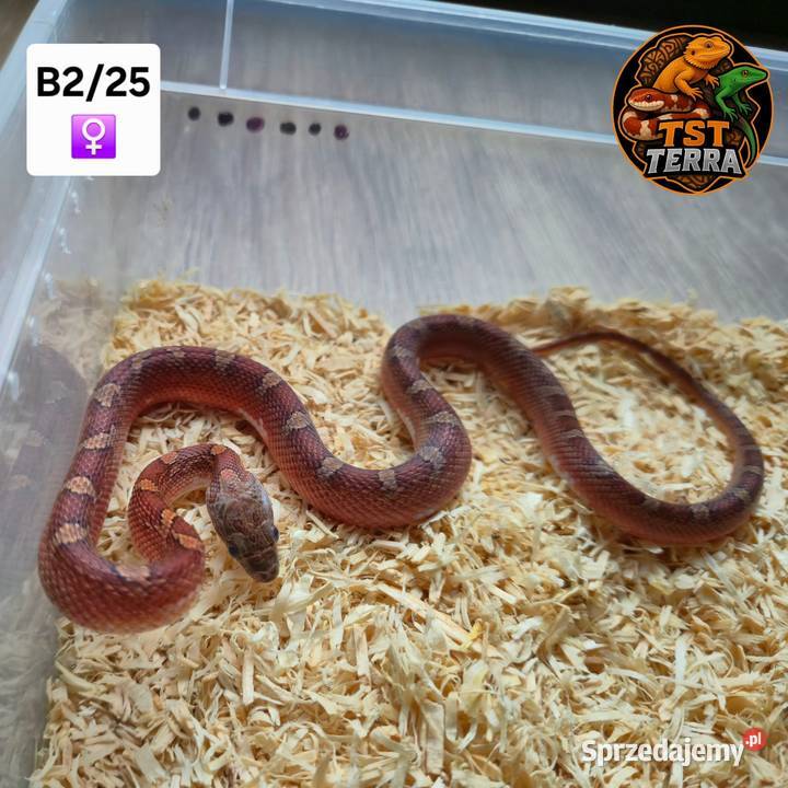 Młode węże zbożowe