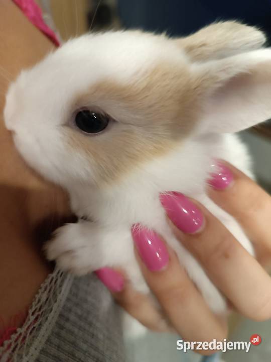 króliczki miniaturki Przemyśl