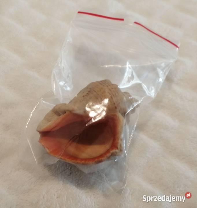 Muszla 51 61 Kreatywne śląskie Czeladź