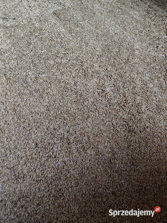 Sprzedam owies Zboża Ozorków sprzedam