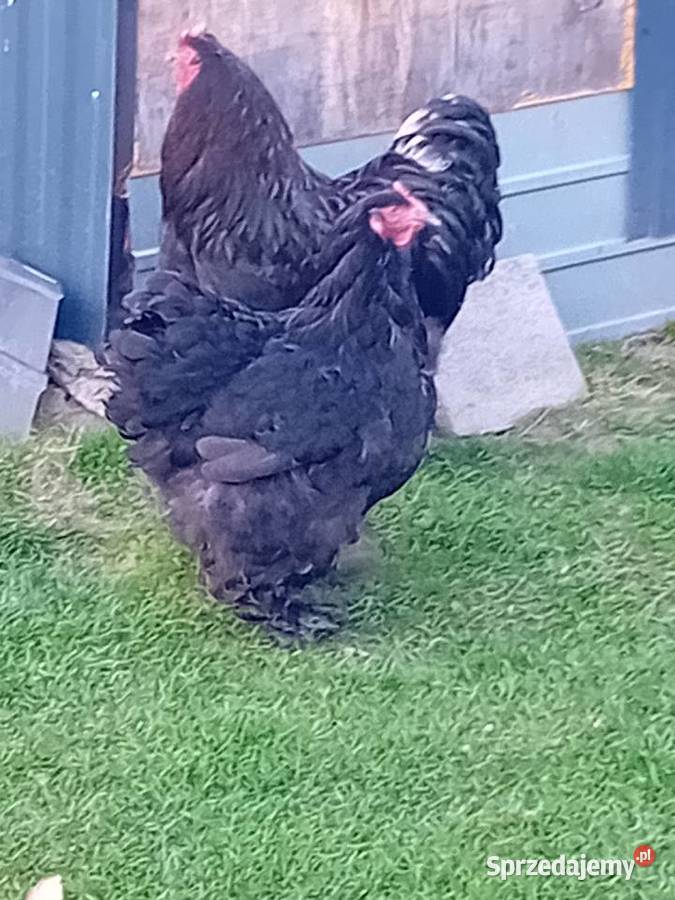 Jaja legowe kur kochiny olbrzymie Siedlce
