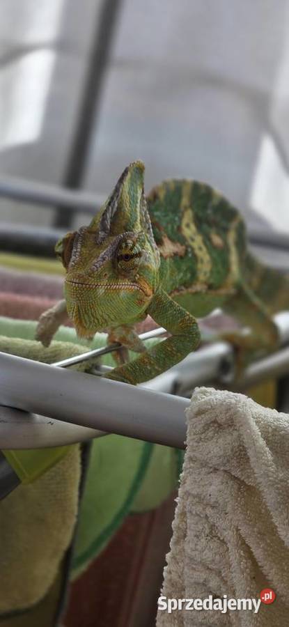 Kameleon jemeński z terarium sprzedam