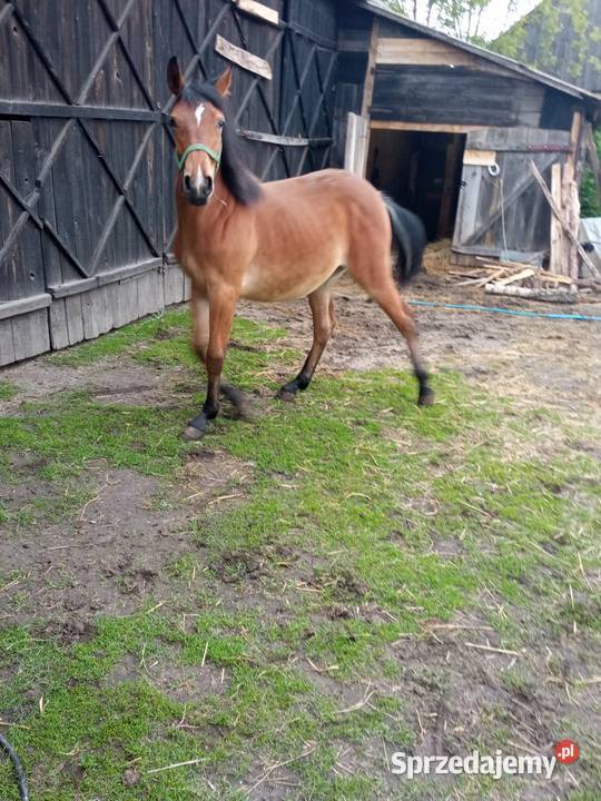 Klacz 14 miesięcy lubelskie