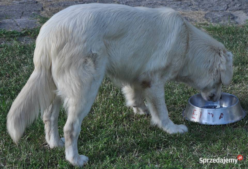 Golden retriever 9 miesięczny piesek Przysucha sprzedam