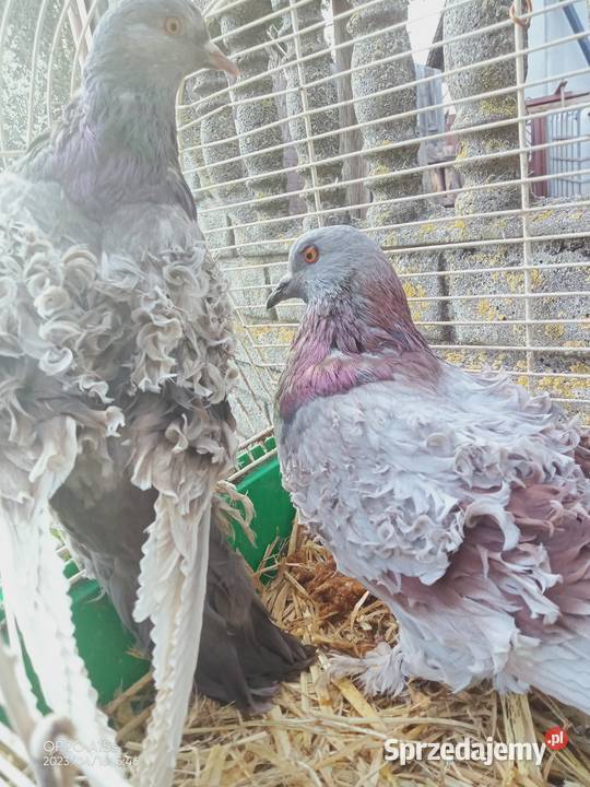 Gołębie loczki Lokowane Para Zwierzęta łódzkie Tuszyn