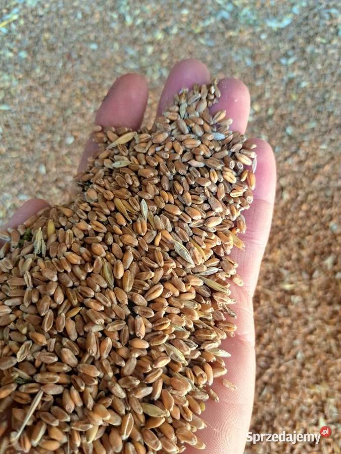 Sprzedam pszenice zimowom Piotrków Trybunalski