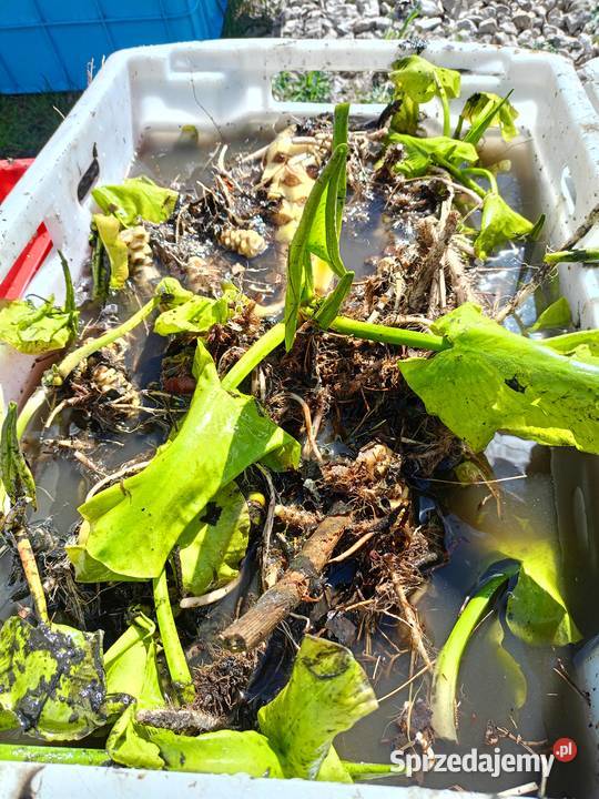 Grążel żółty sadzonka rośliny do oczka wodnego Ryby Rakszawa