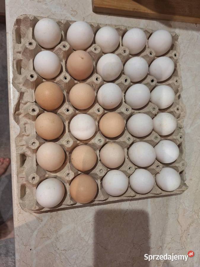 Jajka mlodych kurek Dubielno