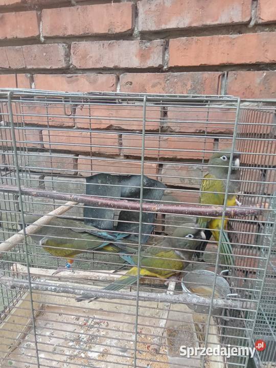 Patagonki małopolskie sprzedam