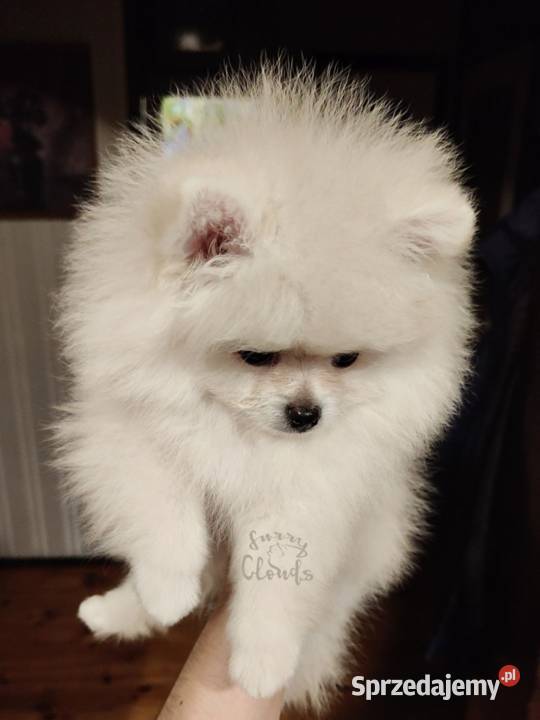 Szpic miniaturowy Pomeranian ZKwP FCI zachodniopomorskie Szczecin