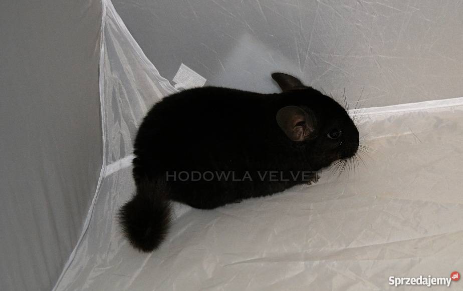 Szynszyla Szynszyl Czarny Ebony Dark Samiec wielkopolskie