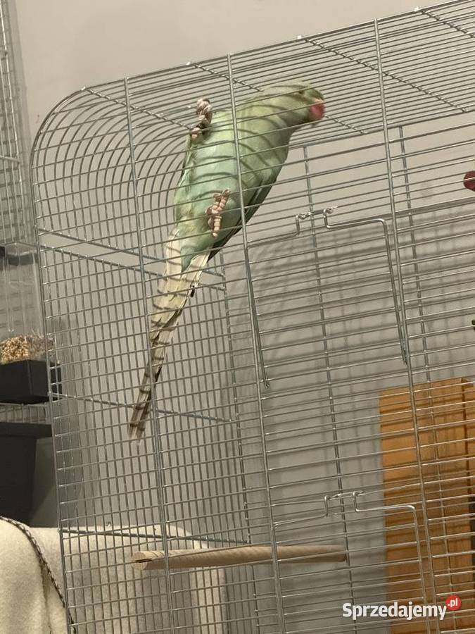 Papuga Aleksandretta Oleśnica