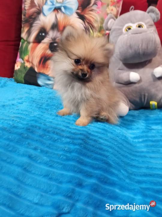 Suczka Szpic miniaturowy malusieńka kujawsko-pomorskie Brodnica