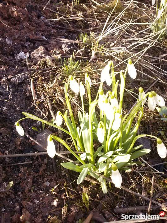Byliny kwiaty do ogrodu różne Skoczów sprzedam