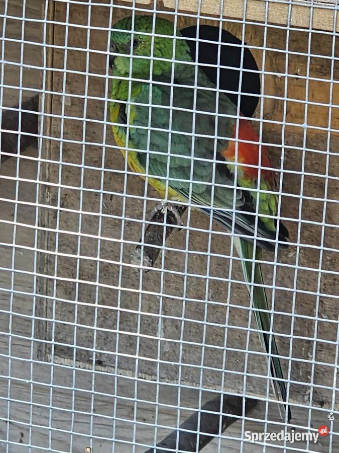 Papugi świergotki para Godów sprzedam