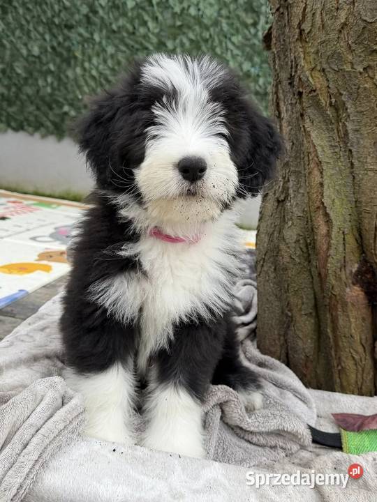 Bearded Collie FCI szczenięta Kalisz