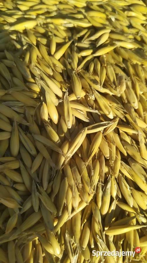 OWIES BINGO 2025 Wierzbno