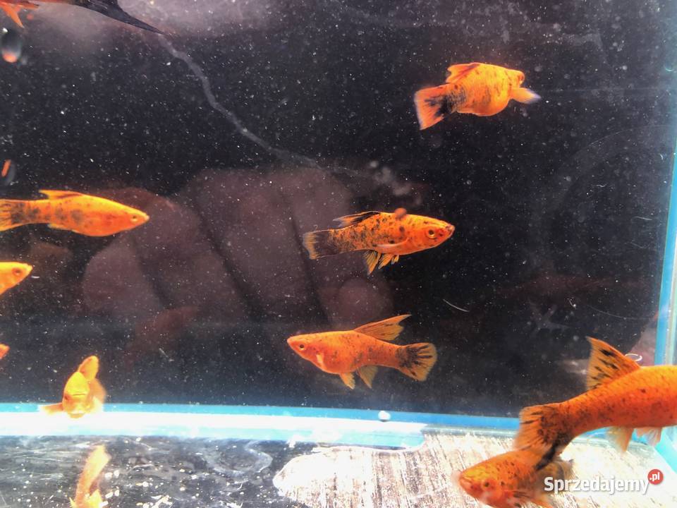 Mieczyk Berlinka nakrapiana Delta Justynów