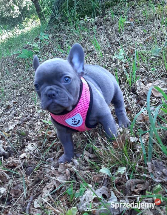 Buldog francuski suczka Pabianice sprzedam