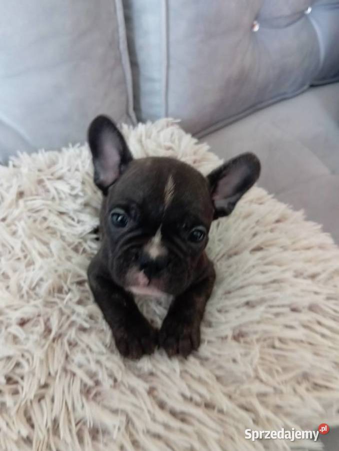 Sprzedam buldoga francuskiego