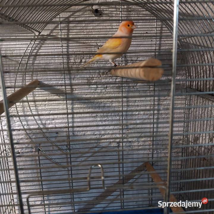Kanarki sprzedam Rabka-Zdrój
