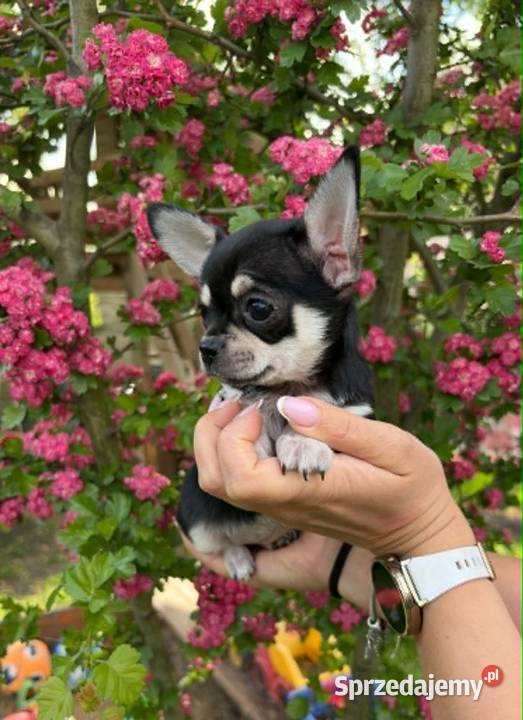 CHIHUAHUA ŚLICZNA SUNIA TRICOLOR mazowieckie