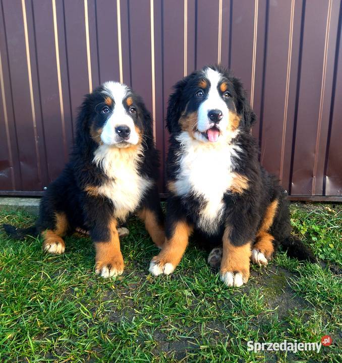 Berneński Pies Pasterski Berneński Pies Pasterski