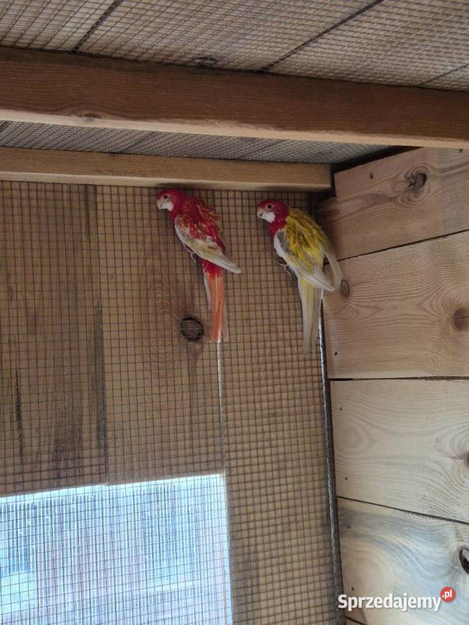 Rozelle białolice Brzezie sprzedam