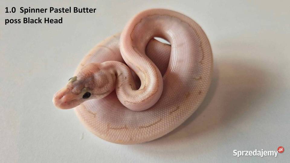 Python królewski Spinner pastel butter poss Błonie sprzedam