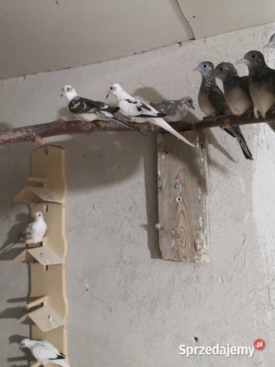 Sprzedam gołąbki zebrowane sprzedam