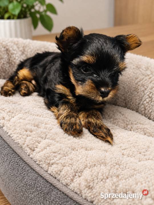 yorkshire terrier chłopiec mini małopolskie Kraków