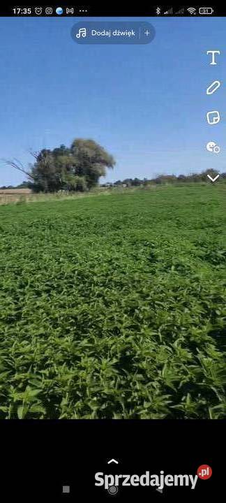 Pokrzywa liść łodyga pokrzywa