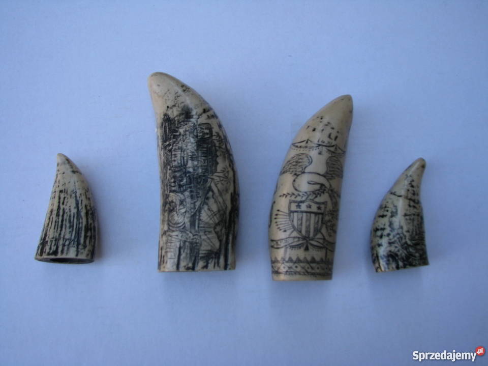 KŁY MORSA TROFEUM RZEŹBIONE 4 Kraków