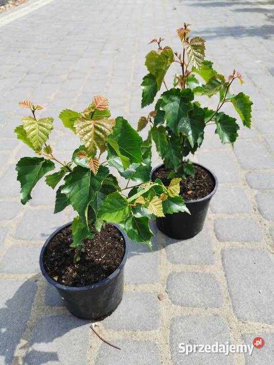 Brzoza brodawkowata sadzonki 15 l Betula pendula Inowrocław