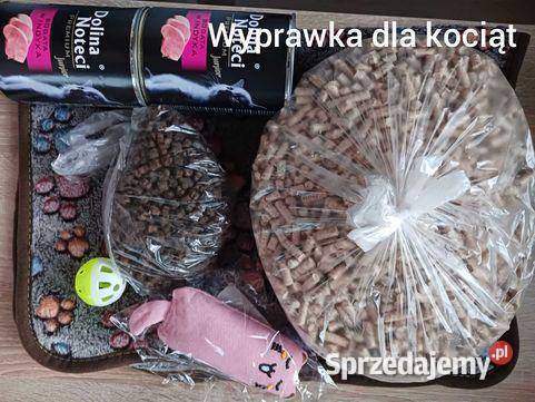 Kocurek tajski Diament z hodowli Niebieskookie Miedzna sprzedam