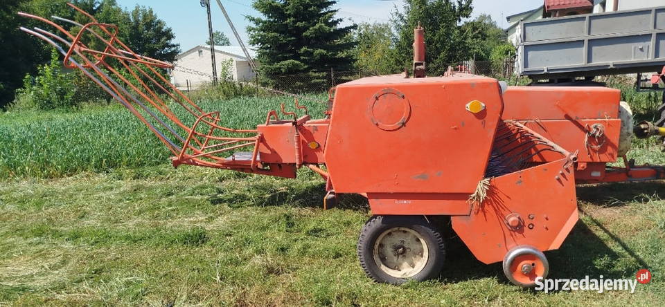 Sprzedam prase kostke Bądkowo