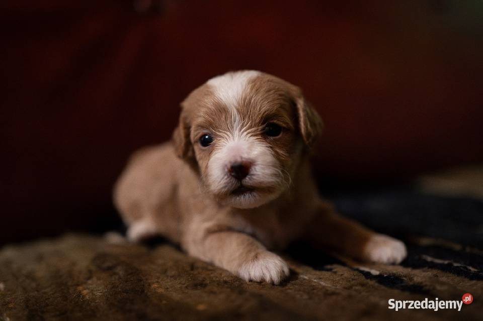 Maltipoo szczeniaki F1 Augustów