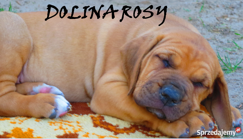 szczeniaki TOSA INU FCI Dolina Rosy Psy Łuków sprzedam