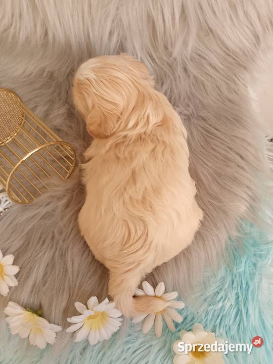 Suczka rasy ShihTzu Namysłów